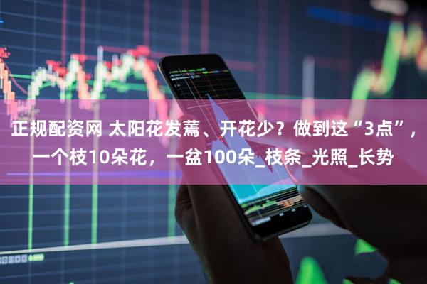 正规配资网 太阳花发蔫、开花少？做到这“3点”，一个枝10朵花，一盆100朵_枝条_光照_长势