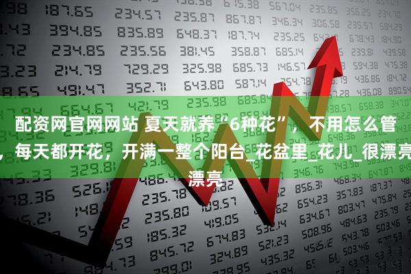配资网官网网站 夏天就养“6种花”，不用怎么管，每天都开花，开满一整个阳台_花盆里_花儿_很漂亮